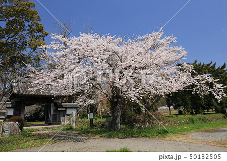 史跡の桜 50132505