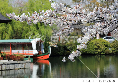 神泉苑の桜 神泉苑の桜 50132830