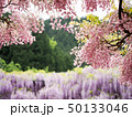 近景にピンクの藤の花と遠景に紫の下がり藤の花 50133046