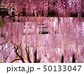 綺麗なピンクの見事な下がり藤 50133047