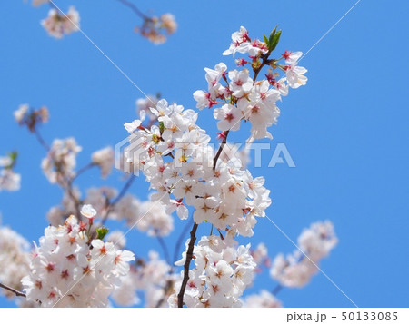 桜 桜 50133085