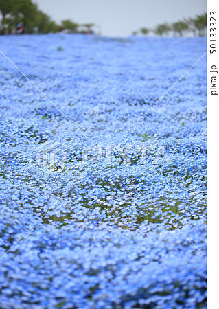 ネモフィラ 50133323