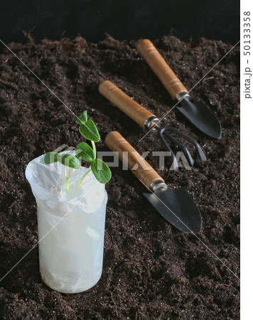 Organic seed germination without soil. 50133358