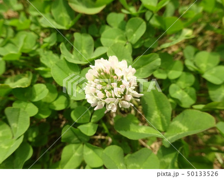 クローバーの花 50133526