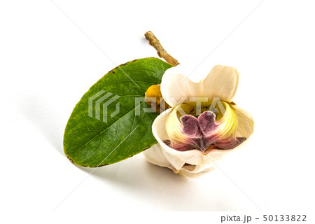 Mahaprom Rachini Flower isolated on white Mahaprom Rachini Flower isolated on white 50133822