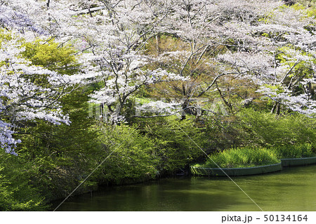 【静岡県】 奥山公園 桜まつり 【静岡県】 奥山公園 桜まつり 50134164