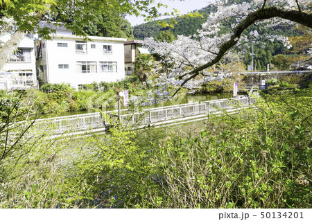 【静岡県】 奥山公園 桜まつり 【静岡県】 奥山公園 桜まつり 50134201