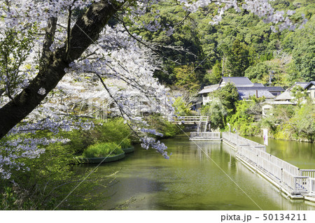 【静岡県】 奥山公園 桜まつり 【静岡県】 奥山公園 桜まつり 50134211