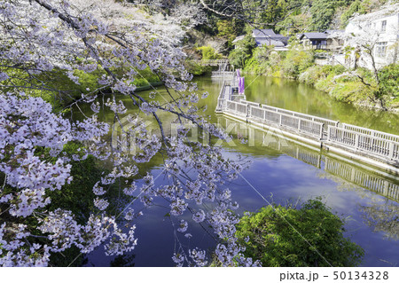 【静岡県】 奥山公園 桜まつり 【静岡県】 奥山公園 桜まつり 50134328