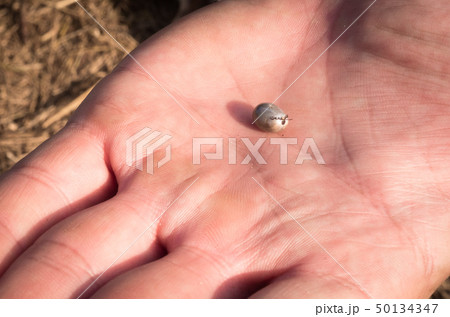 The tick engorged with blood moves on the man hand close up, swollen tick stirs in the palm of a man 50134347