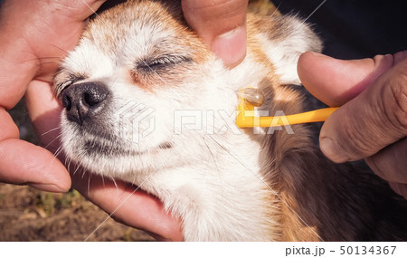 Owner taking care of the dog of chihuahua breed and remove tick who mite bit into the skin. Mite 50134367