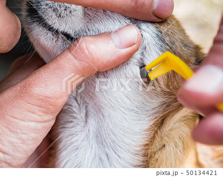 Owner taking care of the dog of chihuahua breed and remove tick who mite bit into the skin. Mite Owner taking care of the dog of chihuahua breed and remove tick who mite bit into the skin. Mite 50134421