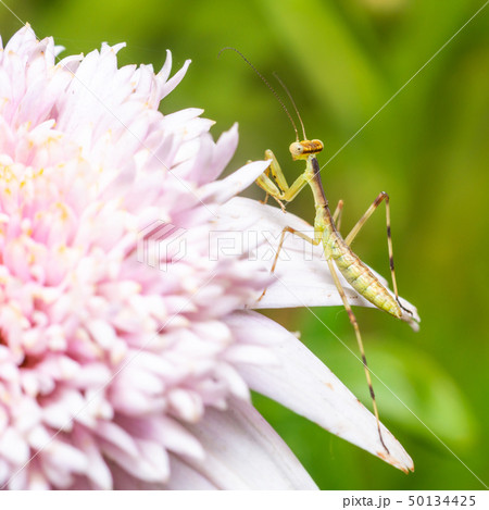 Young praying mantis on a pink flower 50134425