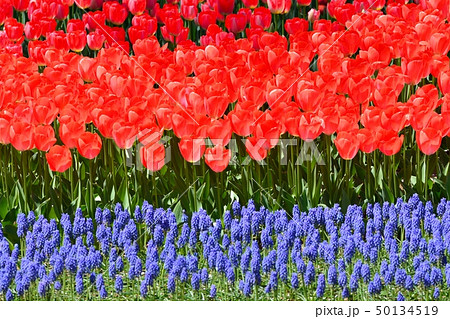 満開のチューリップ畑 50134519