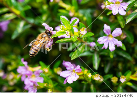 Bee eating pollen Bee eating pollen 50134740
