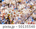 桜 50135540