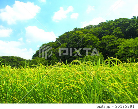 夏の里山の実りの田圃風景 50135591