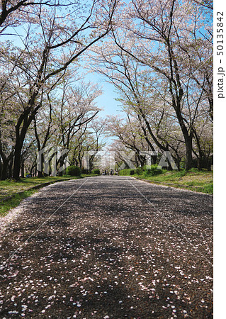 愛知県　名古屋　平和公園 50135842