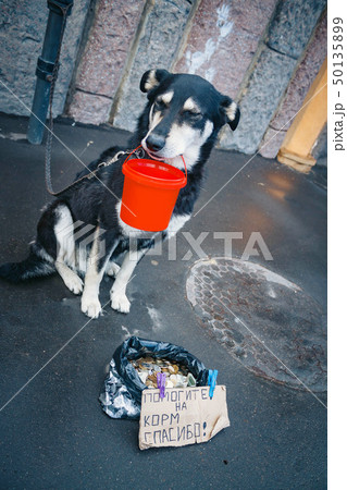 The tied dog asks for alms in the street. The owner uses the animal to make money on the streets The tied dog asks for alms in the street. The owner uses the animal to make money on the streets 50135899