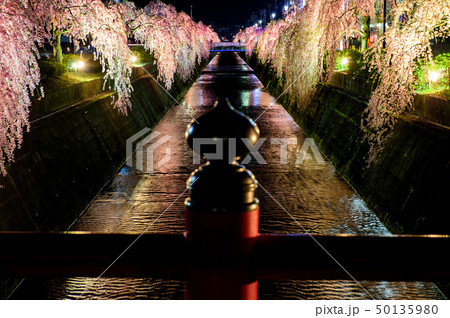 天童市　夜桜　山形県 50135980