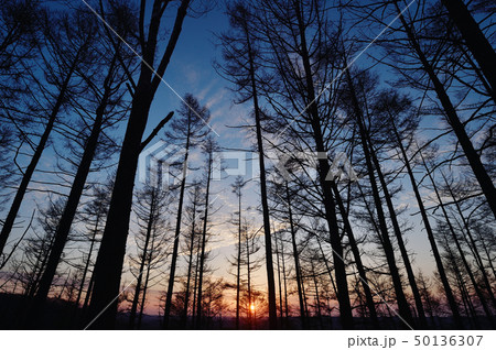 森の朝焼け（北海道） 50136307