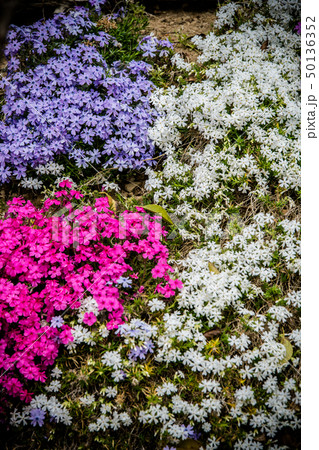 色とりどりの芝桜 色とりどりの芝桜 50136352