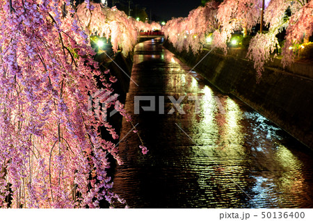 天童市 夜桜 山形県 天童市 夜桜 山形県 50136400