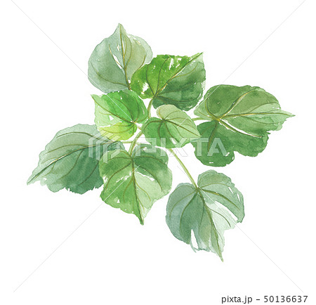 桐の葉 桐の葉 50136637