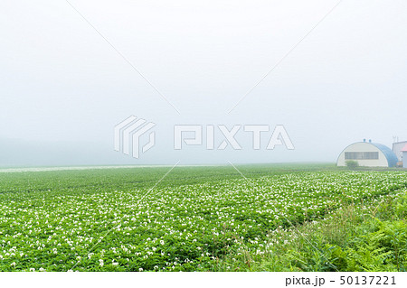 《北海道》静かな田園風景・朝霧 《北海道》静かな田園風景・朝霧 50137221