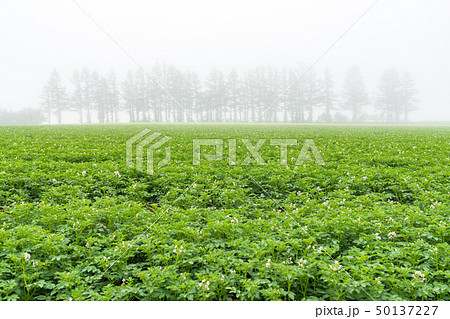 《北海道》静かな田園風景・朝霧 50137227