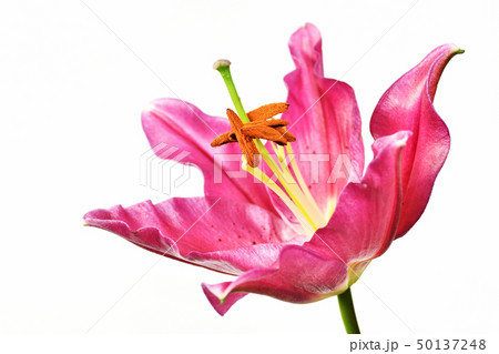 白背景のユリの花 50137248