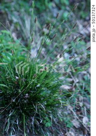 姫寒菅 ヒメカンスゲ 花言葉は 自重 の写真素材