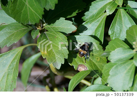大花虻と富貴草 大花虻と富貴草 50137339