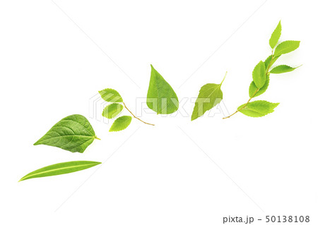 An overhead photo of a variety of green leaves, a flat lay composition with a place for text on a An overhead photo of a variety of green leaves, a flat lay composition with a place for text on a 50138108