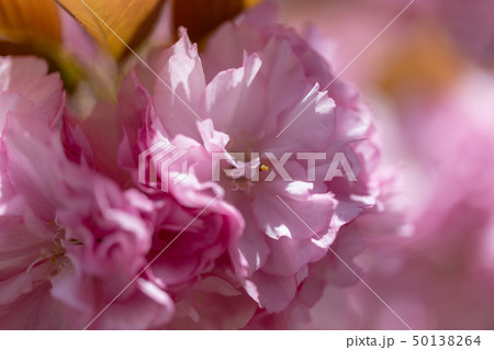 八重桜 八重桜 50138264