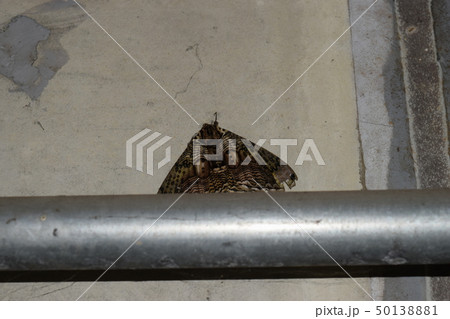 イボタガ イボタガ 50138881