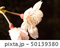 サクラ 50139380