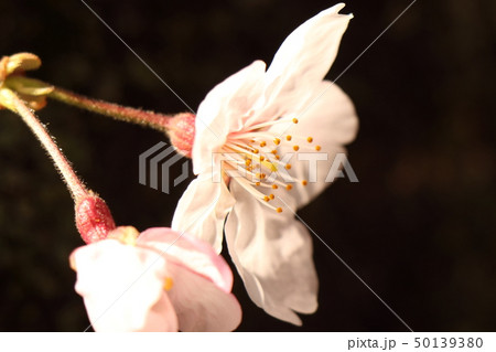サクラ サクラ 50139380