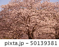 桜 50139381