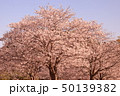 桜 50139382