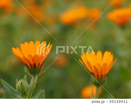 群生するキンセンカの花 群生するキンセンカの花 50139411