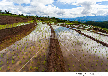 Rice fields on terraced at Chiang Mai, Thailand 50139596