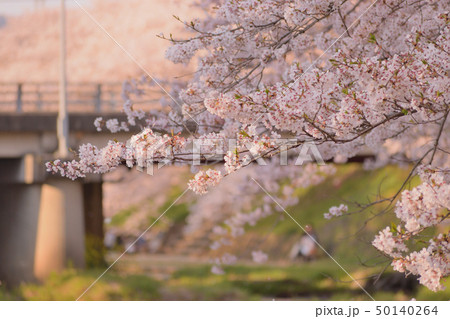 サクラひらひら 50140264