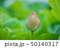 ハスのつぼみ 50140317