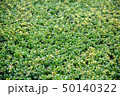 新緑の山 50140322