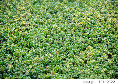 新緑の山 50140322