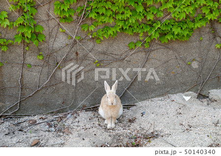 大久野島 廃墟前にたたずむウサギの写真素材