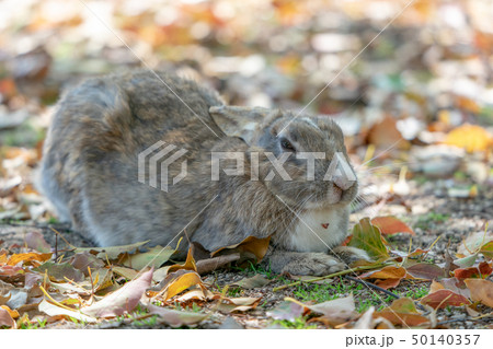 大久野島のウサギ 大久野島のウサギ 50140357