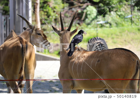 カラスの毛ずくろい カラスの毛ずくろい 50140819