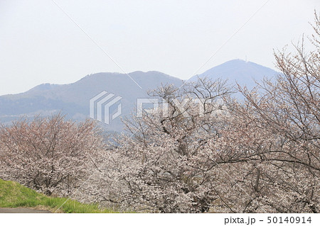 春の大河津分水の桜並木 50140914